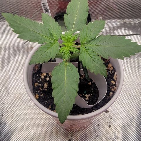 Space Station growlog timeline photo