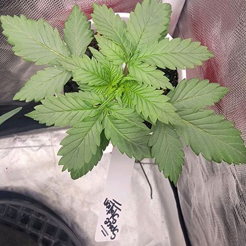 Space Station growlog timeline photo