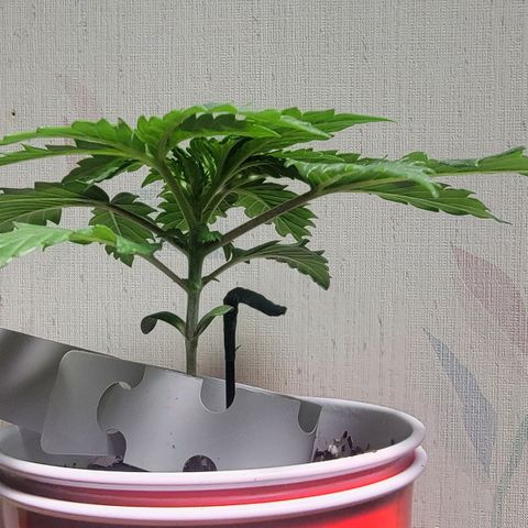 Space Station growlog timeline photo