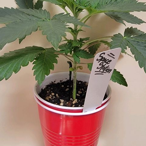 Space Station growlog photo: Out of a solo cup and into a Lt.5