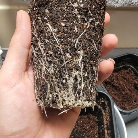 Space Station growlog photo: Out of a solo cup and into a Lt.5