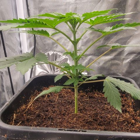 Space Station growlog photo: Day 22