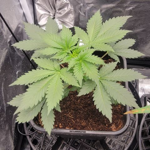 Space Station growlog timeline photo