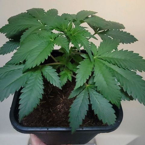 Space Station growlog photo: Freshly fed and trimmed