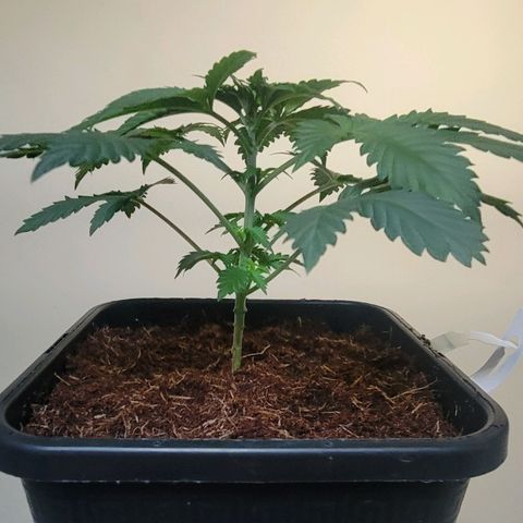 Space Station growlog photo: Freshly fed and trimmed