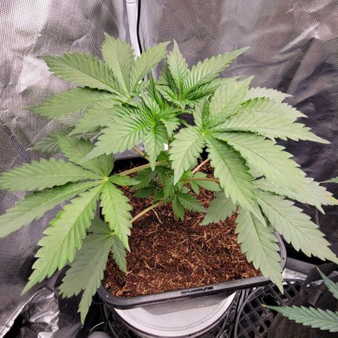Space Station growlog timeline photo
