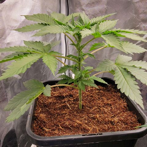 Space Station growlog timeline photo