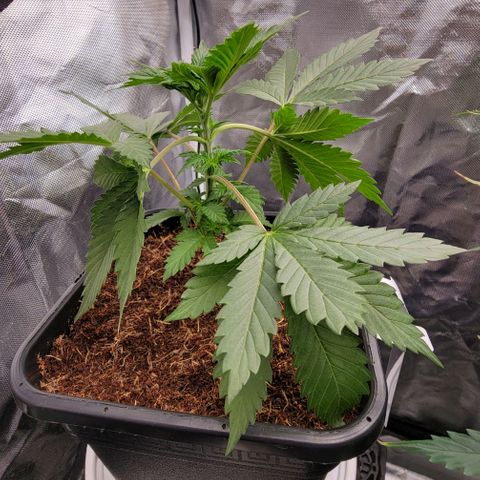 Space Station growlog photo: Leaf tucking