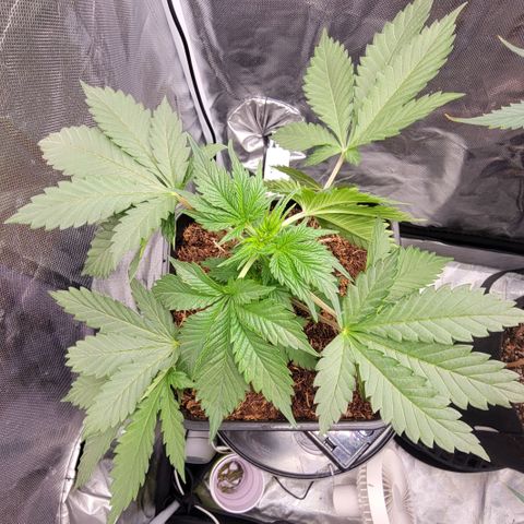 Space Station growlog photo: So proud of her! ♥️