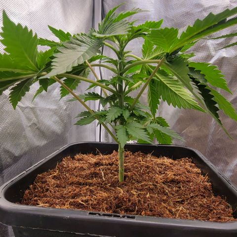 Space Station growlog photo: So proud of her! ♥️