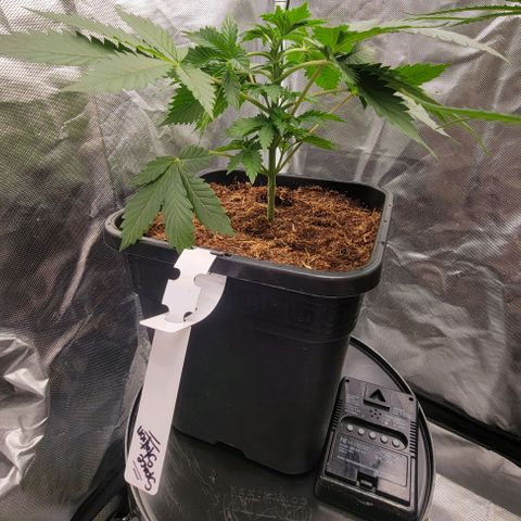 Space Station growlog photo: So proud of her! ♥️