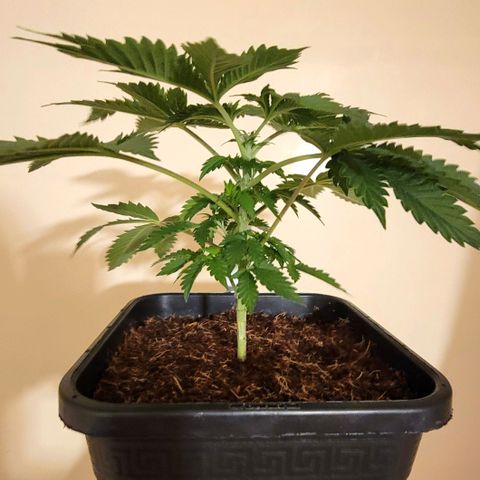 Space Station growlog photo: Freshly topped for the 1st time