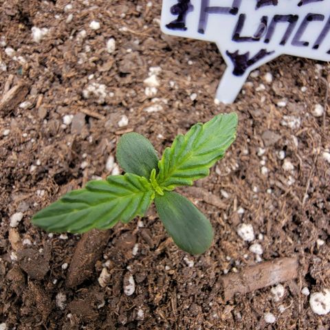 Purple Punch Auto growlog timeline photo