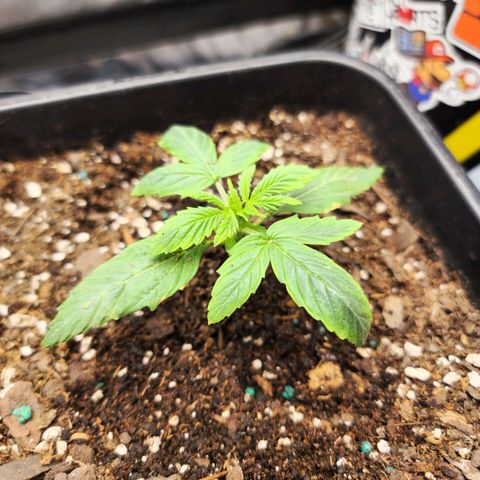 Purple Punch Auto growlog timeline photo