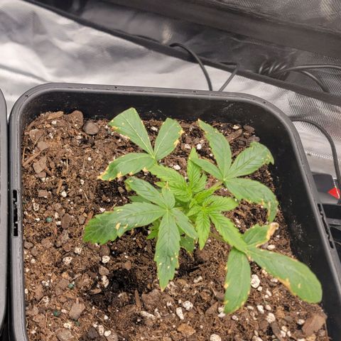 Purple Punch Auto growlog photo: Got fried from the new light while I was at work