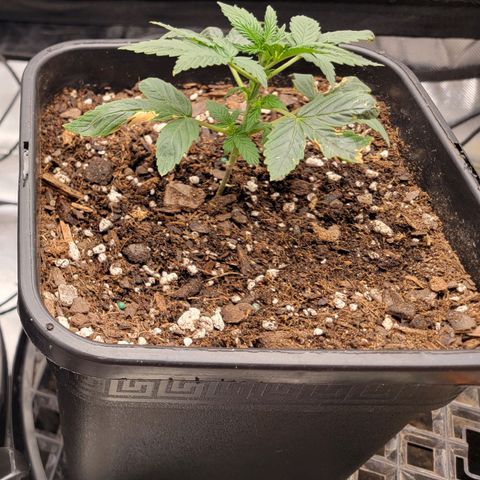 Purple Punch Auto growlog timeline photo