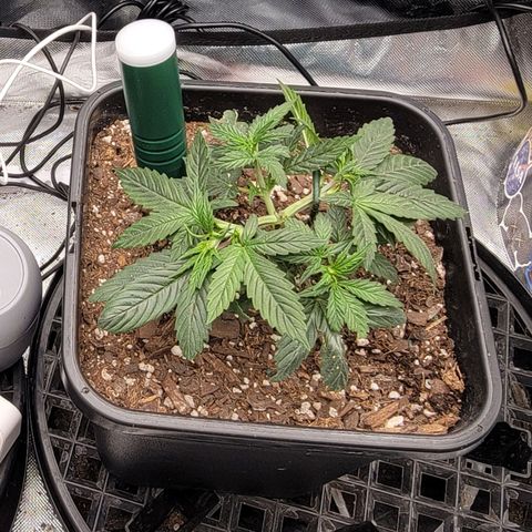 Purple Punch Auto growlog timeline photo
