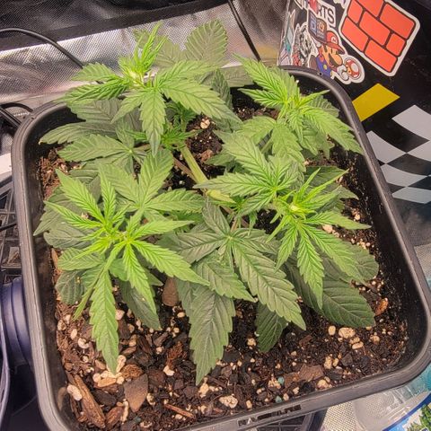 Purple Punch Auto growlog timeline photo
