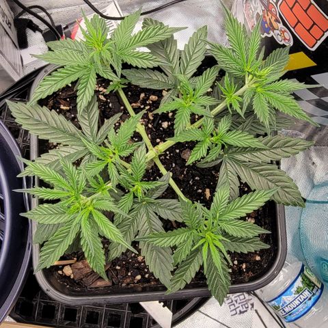 Purple Punch Auto growlog timeline photo