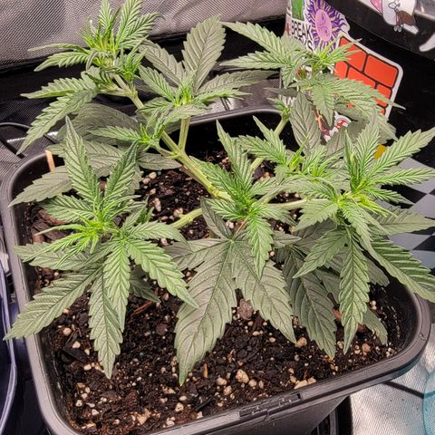 Purple Punch Auto growlog timeline photo