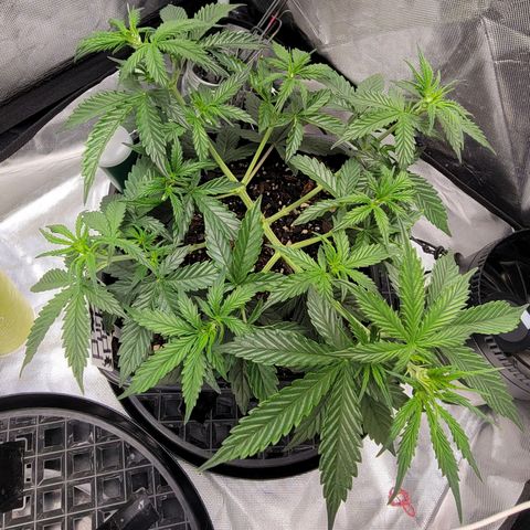 Purple Punch Auto growlog timeline photo