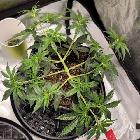 Purple Punch Auto growlog timeline photo