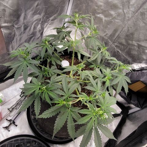 Purple Punch Auto growlog timeline photo