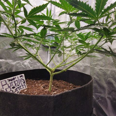 Purple Punch Auto growlog timeline photo