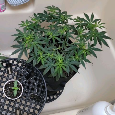 Purple Punch Auto growlog timeline photo