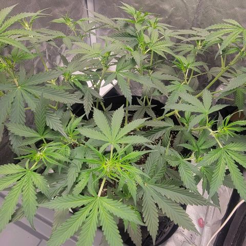 Purple Punch Auto growlog timeline photo