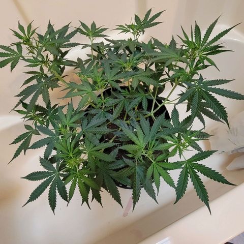 Purple Punch Auto growlog timeline photo