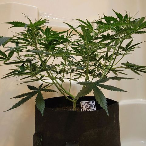 Purple Punch Auto growlog timeline photo