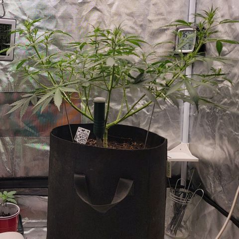 Purple Punch Auto growlog timeline photo