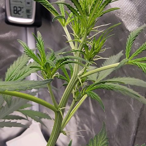 Purple Punch Auto growlog timeline photo