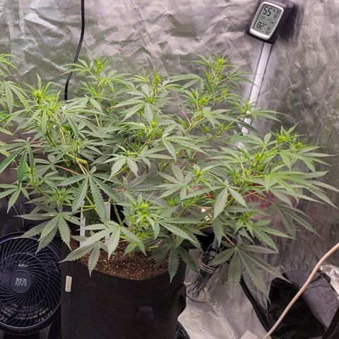 Purple Punch Auto growlog timeline photo