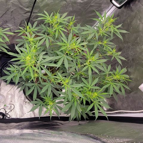 Purple Punch Auto growlog timeline photo
