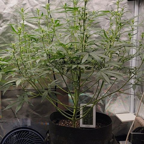Purple Punch Auto growlog timeline photo