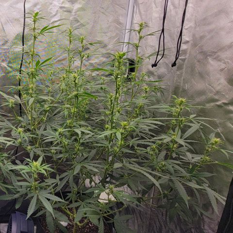 Purple Punch Auto growlog timeline photo