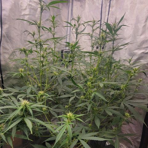Purple Punch Auto growlog timeline photo