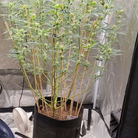 Purple Punch Auto growlog timeline photo