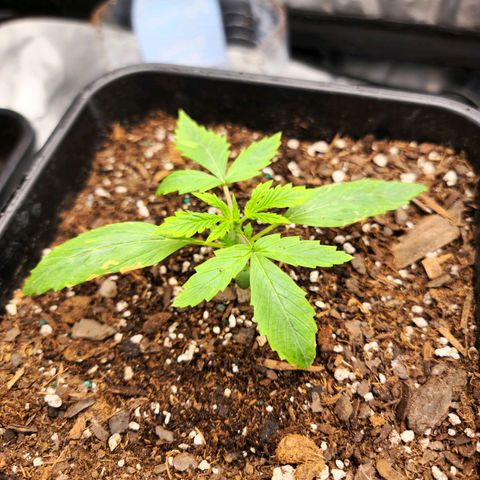 Tangerine Dream Auto growlog photo: Got fried by the new light while I was at work