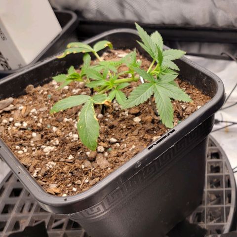 Tangerine Dream Auto growlog photo: Training day