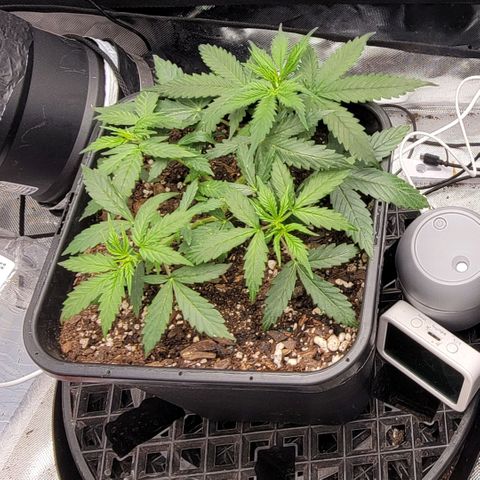 Tangerine Dream Auto growlog timeline photo
