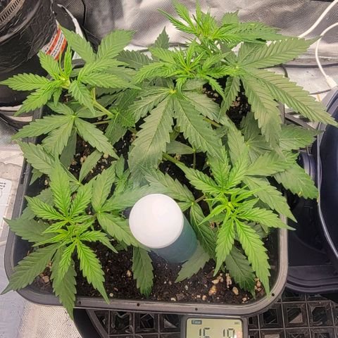 Tangerine Dream Auto growlog timeline photo