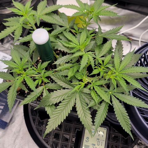 Tangerine Dream Auto growlog timeline photo