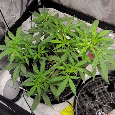 Tangerine Dream Auto growlog timeline photo