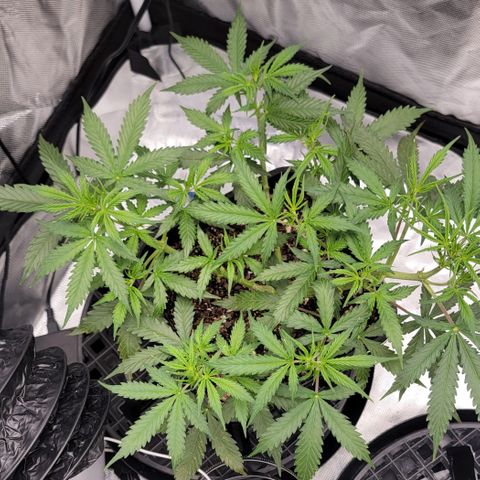 Tangerine Dream Auto growlog timeline photo