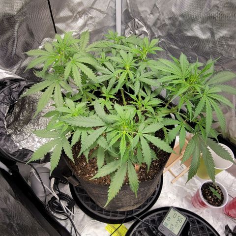 Tangerine Dream Auto growlog timeline photo