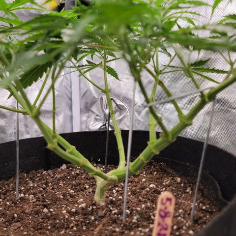Tangerine Dream Auto growlog timeline photo
