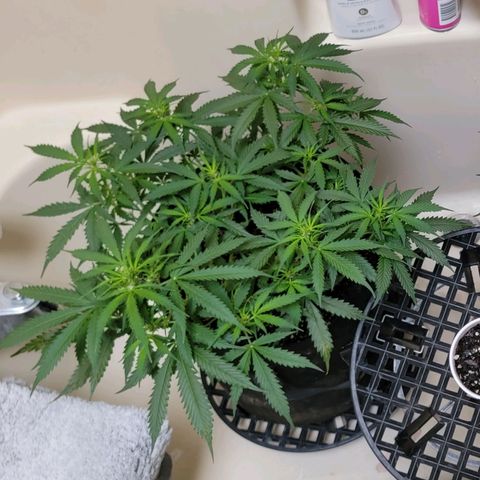 Tangerine Dream Auto growlog timeline photo